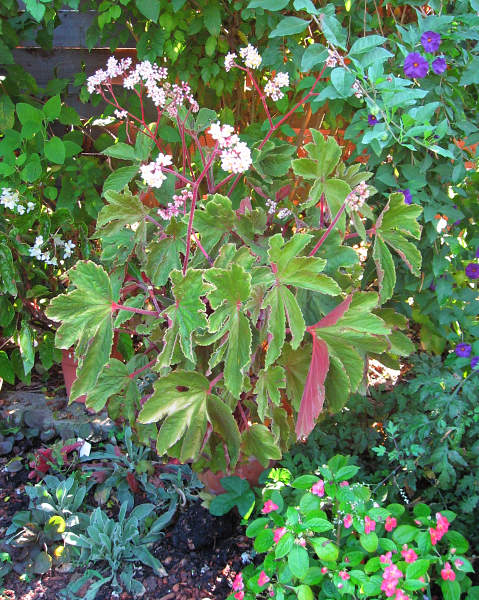 B. ‘Mrs. Fred T. Scripps’